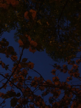 夜间樱花