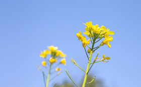 油菜花