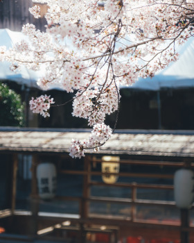 京都 | 摄影师Mizuki Tanaka