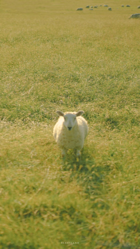 夏天去找小羊玩才是正经事