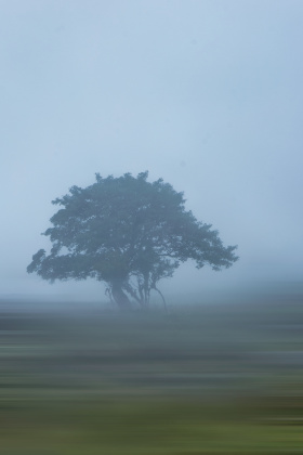 浓雾之下，孤独的树