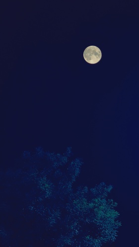 十五夜望月