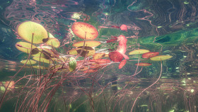 Eiko Jones ​摄影作品'Under Monet's Pond' ​​​