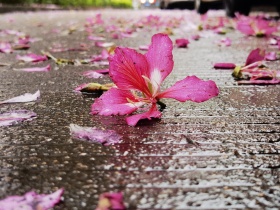 雨打紫荆