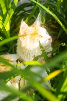 「balabala～草丛里的一只猫」