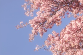 樱花季又要到了