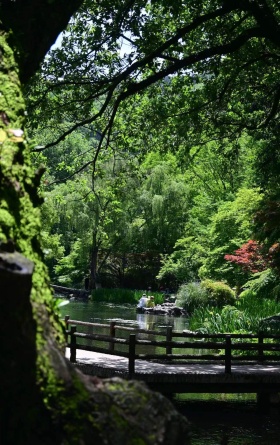 西湖初夏与花