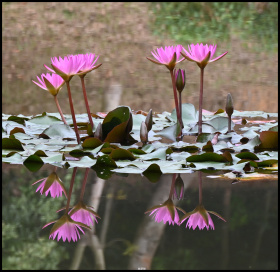 荷花