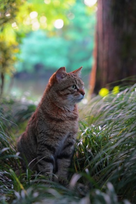 西湖的猫