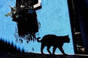 布拉诺街头的猫
