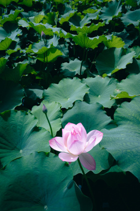 台州临海灵湖莲花池