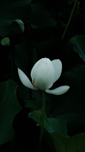 白