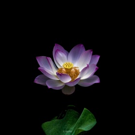 荷