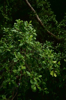 夏末，雨