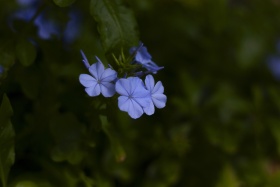 蓝花丹