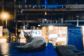 cat
