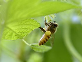 蜜蜂