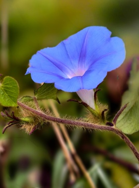 牵牛花