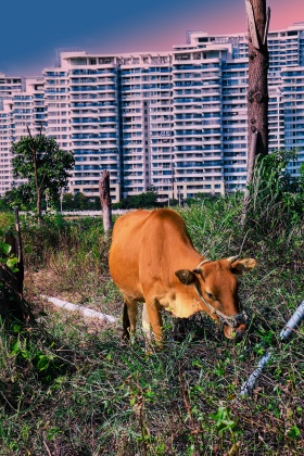 城市的牛