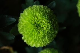 待到重阳日，还来就菊花