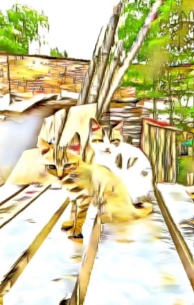 街拍