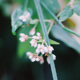 植物与光