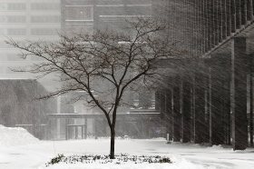 风雪中的多伦多街头 