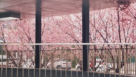 緋寒桜