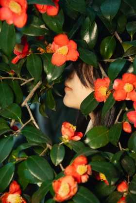 山茶花开时