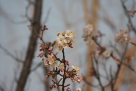 过去的“春”