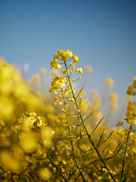 油菜花