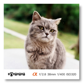 我镜头下的小猫