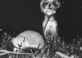 当狗狗遇上刺猬。。。