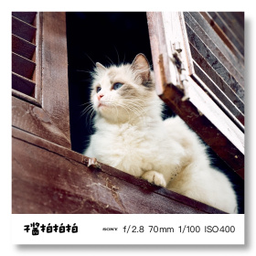 羞涩的猫