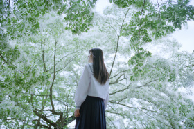 木流苏