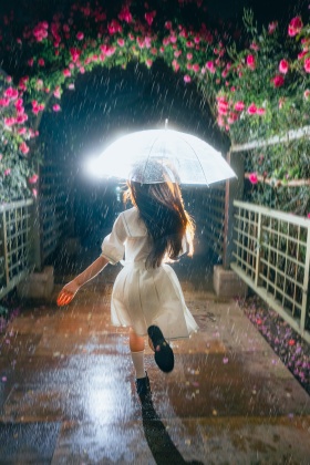 雨夜蔷薇