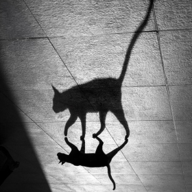 街头的猫 | 摄影师Alan Schaller