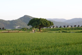 温州七都稻田#去有风的地方