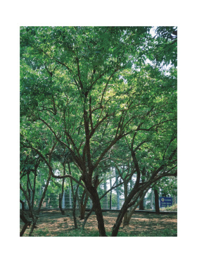 夏