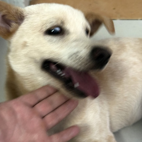 狗子来笑一个