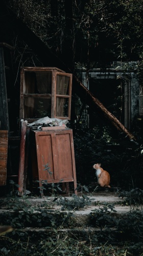 猫文扫街
