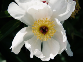 芍药