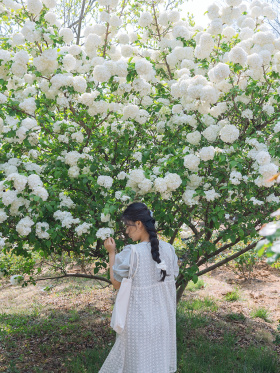绣球花开