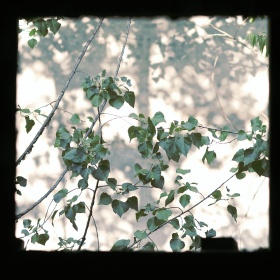 夏