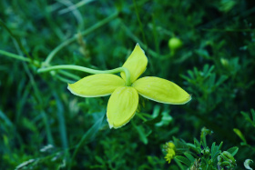 盛夏的花朵