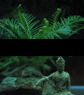 茶庭草木深