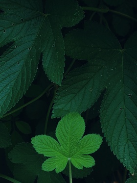 夏天的植物