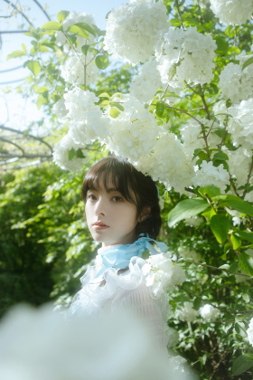 木绣球
