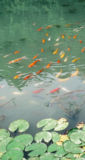 梅雨收黄，暑风依旧闲庭院