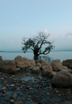 水中树